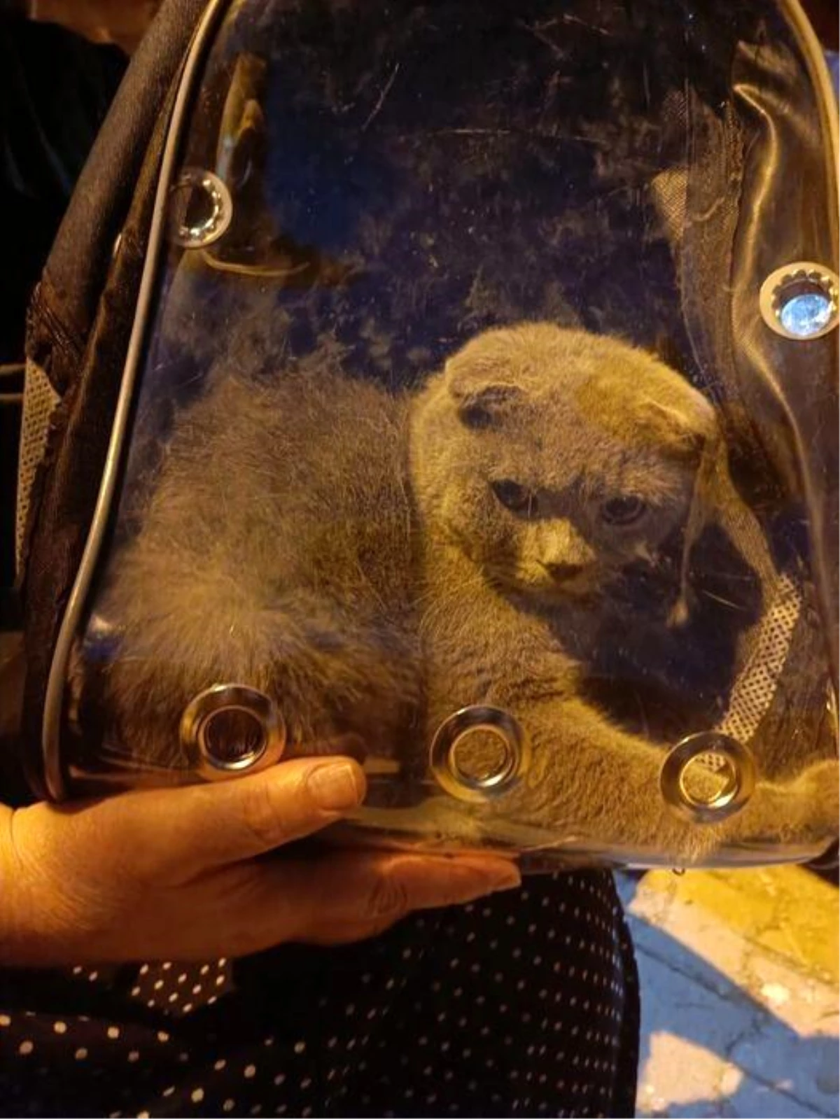Çankırı’da demirlere sıkışan kedi itfaiye ekipleri tarafından kurtarıldı